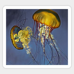 jellies Sticker